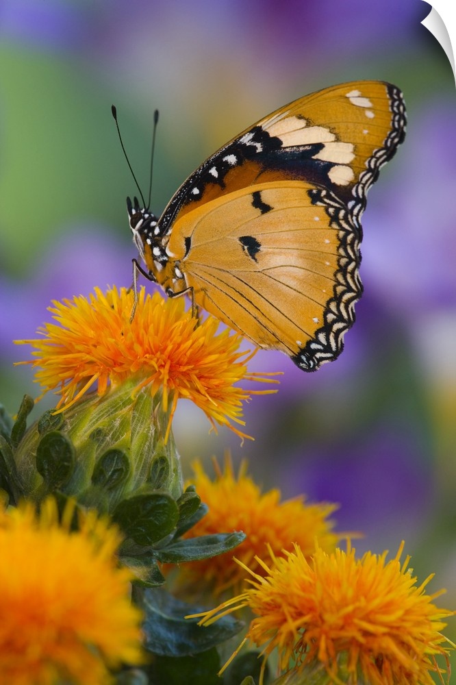 Sammamish, Washington, Mimic Butterfly (Hypolimnas misippus).