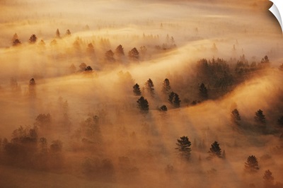 Minnesota. Pine forest in morning fog