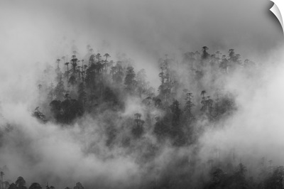 Misty Forest, Paro Valley, Bhutan