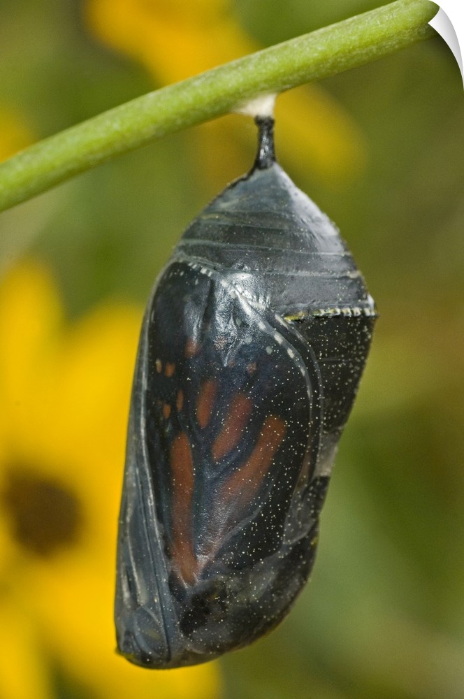 Monarch butterfly chrysalis about to hatch, Hill County, Texas.