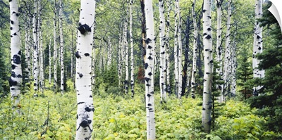 Montana, Glacier National Park, Alpine forest of white birch trees