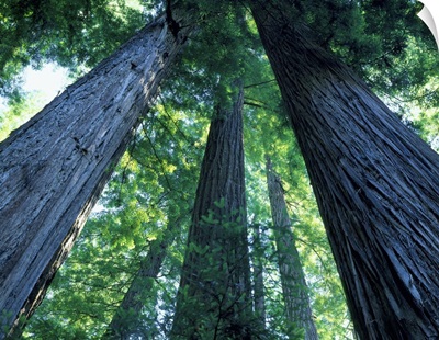 Montgomery Woods State Reserve, California. Ancient redwoods