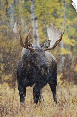 Moose, bull in snowstorm with aspen trees, Wyoming