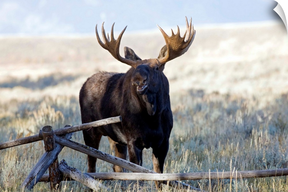 Wyoming, Grand Teton National Park, Bull Moose, (Alces alces).