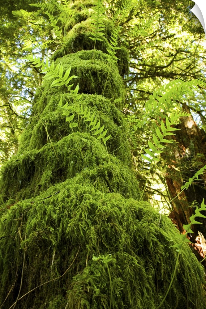 Mossy tree, Gibsons, BC, Canada