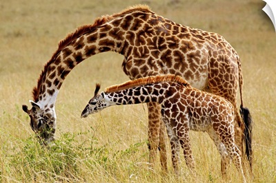 Mother And Baby Masai Giraffe, Masai Mara Game Reserve, Kenya