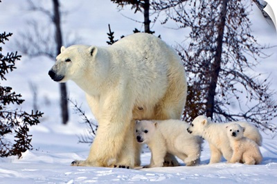 Mother Polar Bear With Three Cubs On The Tundra, Wapusk National Park, Manitoba, Canada