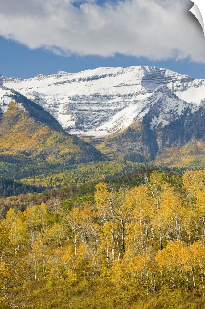 Mount Timpanogas snow-capped, Aspen Trees in Fall Foliage, Wasatch Mountains, near Provo, Utah.