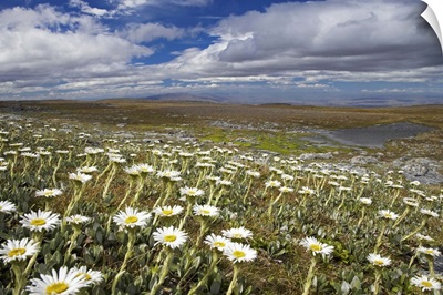 Mountain Daisies, Old Woman Conservation Area, South Island, New Zealand