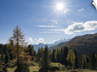 Mountain Forest Near Passo San Pellegrino, Focobon Mountain Range, Dolomites, Italy
