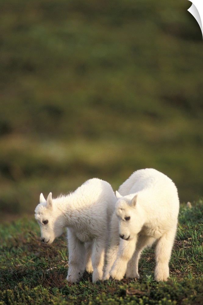 Mountain Goats (Oreamnos americanus), pair of young kids at Exit Glacier, Kenai Fjords National Park, Alaska.