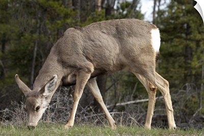 Mule Deer (Odocoileus hemionus), Jasper National Park, Alberta, Canada