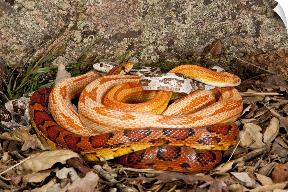 Multi Color Phase Corn Snakes.Elaphe guttata.Native to Eastern US