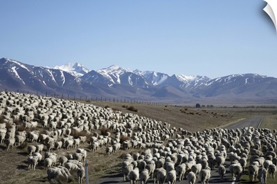 Mustering Sheep, Mackenzie Country, South Canterbury, South Island, New Zealand