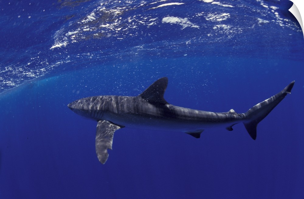 NA, Mexico, Socorro Islands.Silky shark (Carcarhinus falciformis)