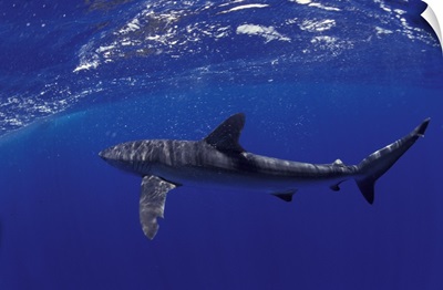 NA, Mexico, Socorro Islands Silky shark