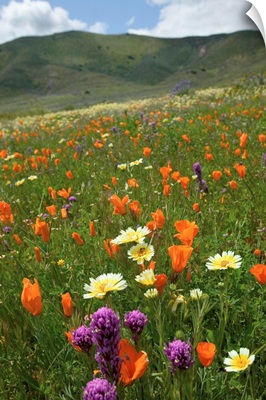 NA, USA, CA, San Luis Obispo Co, Lone Oak and Spring Wildflowers