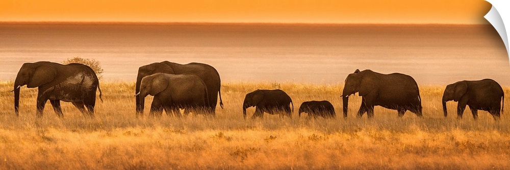 Etosha National Park, Namibia, Africa. Elephants walk in a line at sunset.