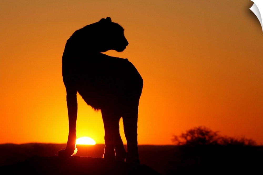 Namibia. Cheetah silhouette at sunset.