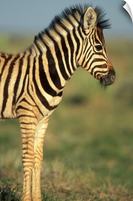 Namibia, Etosha National Park, Young Plains Zebra In Desert (Equus Burchelli)