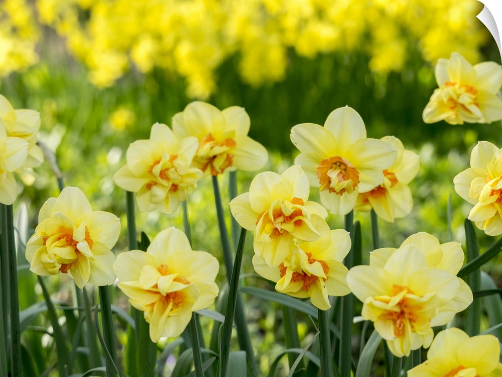 Netherlands, Lisse. A variety of yellow and orange double daffodils (Narcissus hybrids).