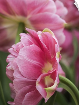 Netherlands, Lisse, Closeup Of A Pink Tulip Flower