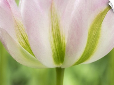 Netherlands, Lisse, Closeup Of A Soft Pink Tulip With Green Streaks
