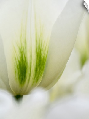 Netherlands, Lisse, Closeup Of A White And Green Tulip