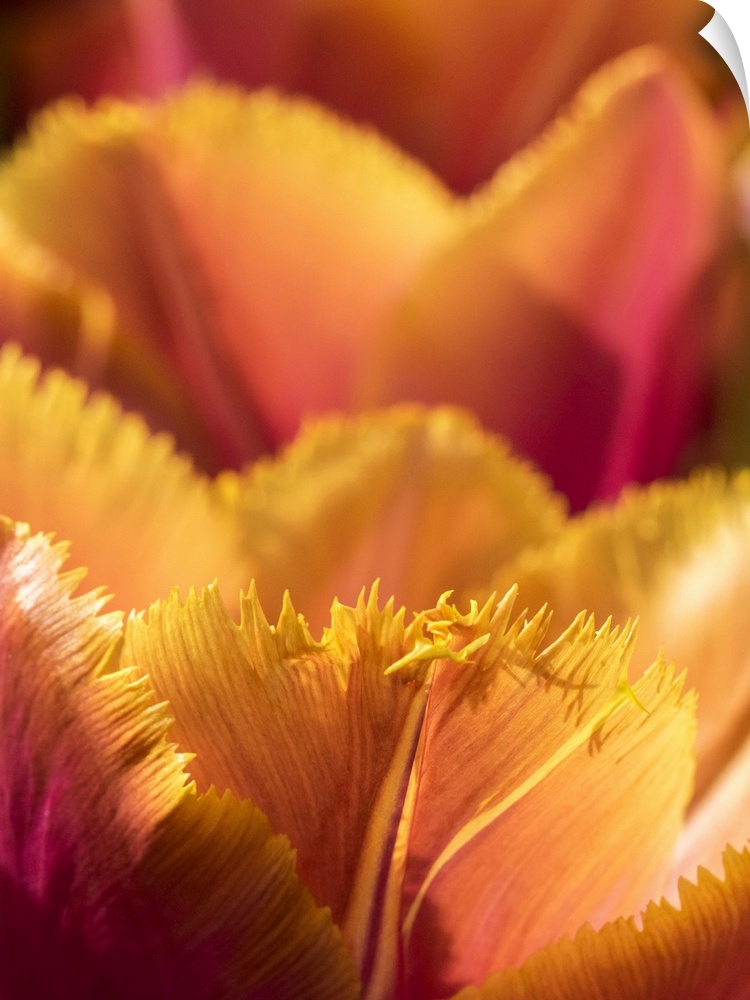 Netherlands, Lisse. Closeup of an orange tulip flower.