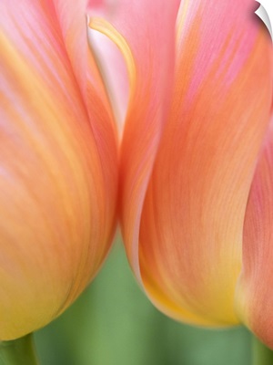 Netherlands, Lisse, Closeup Of Orange Tulips