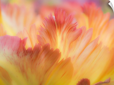 Netherlands, Lisse, Closeup Of Orange Variegated Tulip Flower