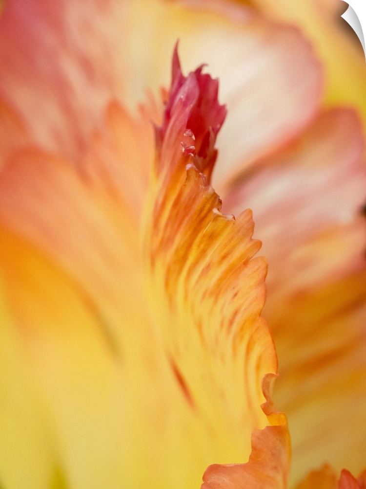 Netherlands, Lisse. Closeup of orange variegated tulip flower.