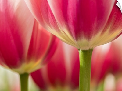 Netherlands, Lisse, Closeup Of Pink And White Tulip Flower