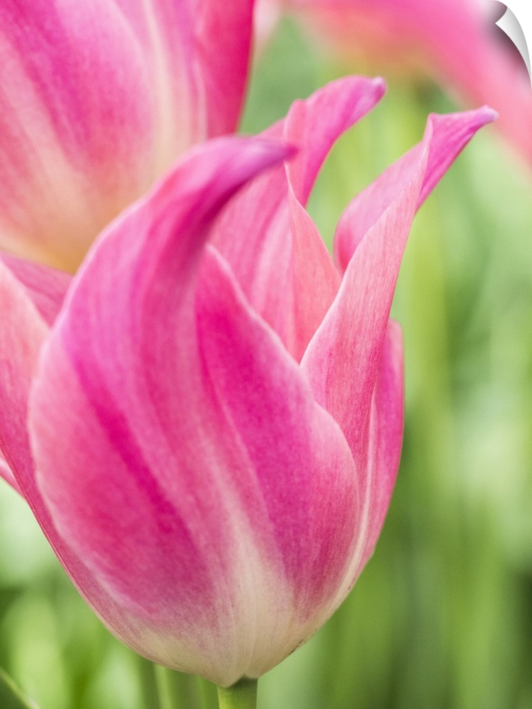 Netherlands, Lisse. Closeup of pink tulip flower.