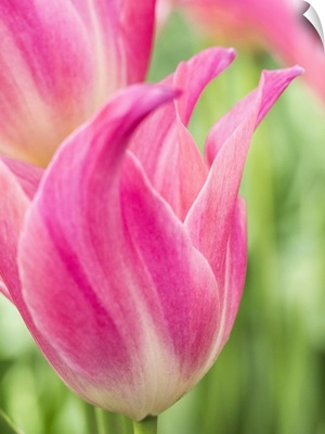 Netherlands, Lisse, Closeup Of Pink Tulip Flower