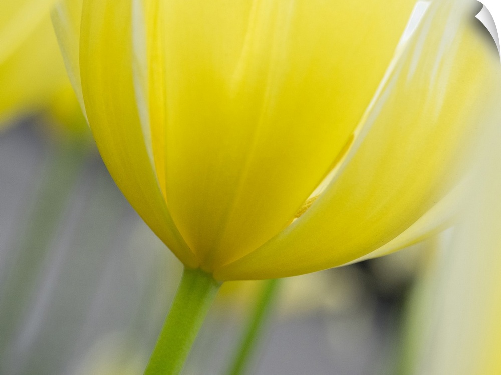 Netherlands, Lisse. Closeup of the underside of a yellow tulip.