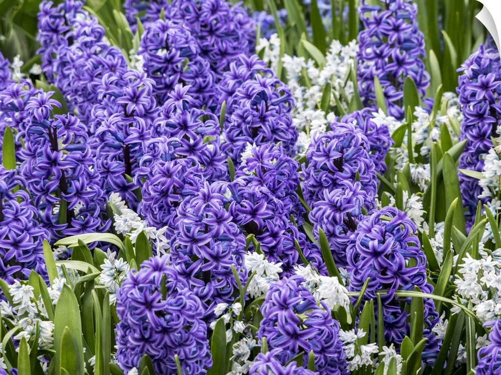 Netherlands, Lisse. Display of purple hyacinths in a garden.