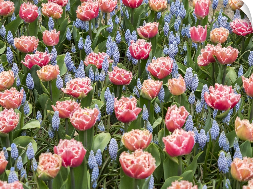 Netherlands, Lisse. Pink parrot tulip and grape hyacinths display in a garden.