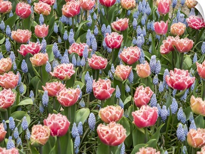 Netherlands, Lisse, Pink Parrot Tulip And Grape Hyacinths Display In A Garden