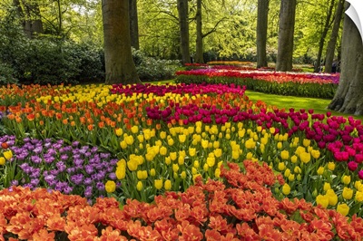 Netherlands, Lisse, Tulips In Keukenhof Gardens