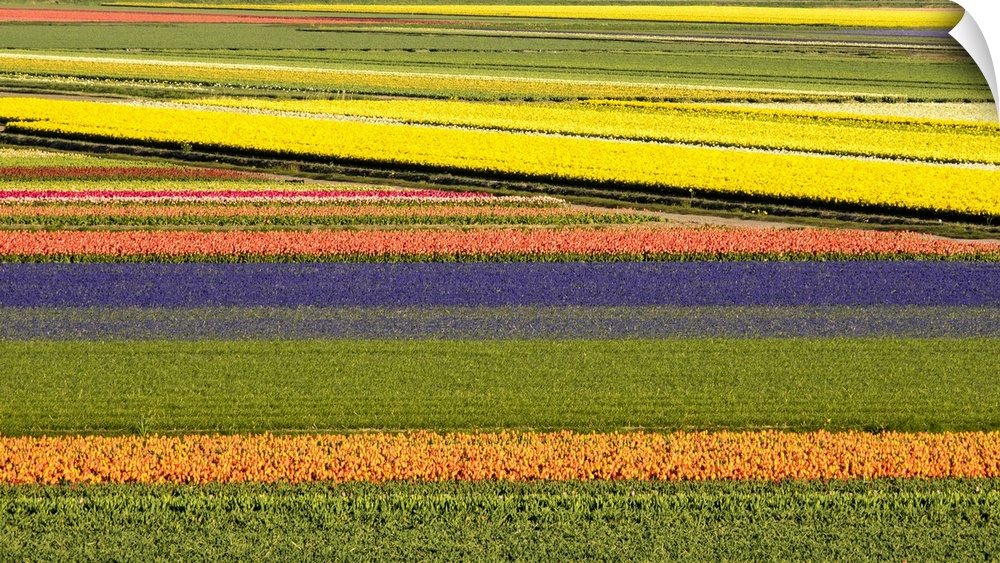 Netherlands, Noord Holland. Agricultural field of tulips.
