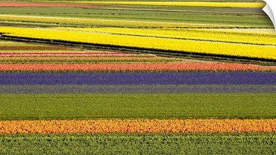 Netherlands, Noord Holland, Agricultural Field Of Tulips
