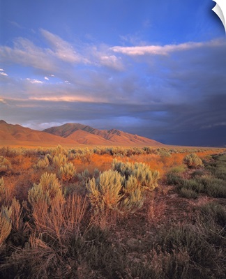 Nevada, Denio. Sunset light colors the sagebrush and the hillsides in the Nevada desert