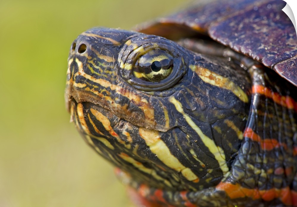 North America, USA, New Jersey, Great Swamp NWR. Eastern Painted Turtle