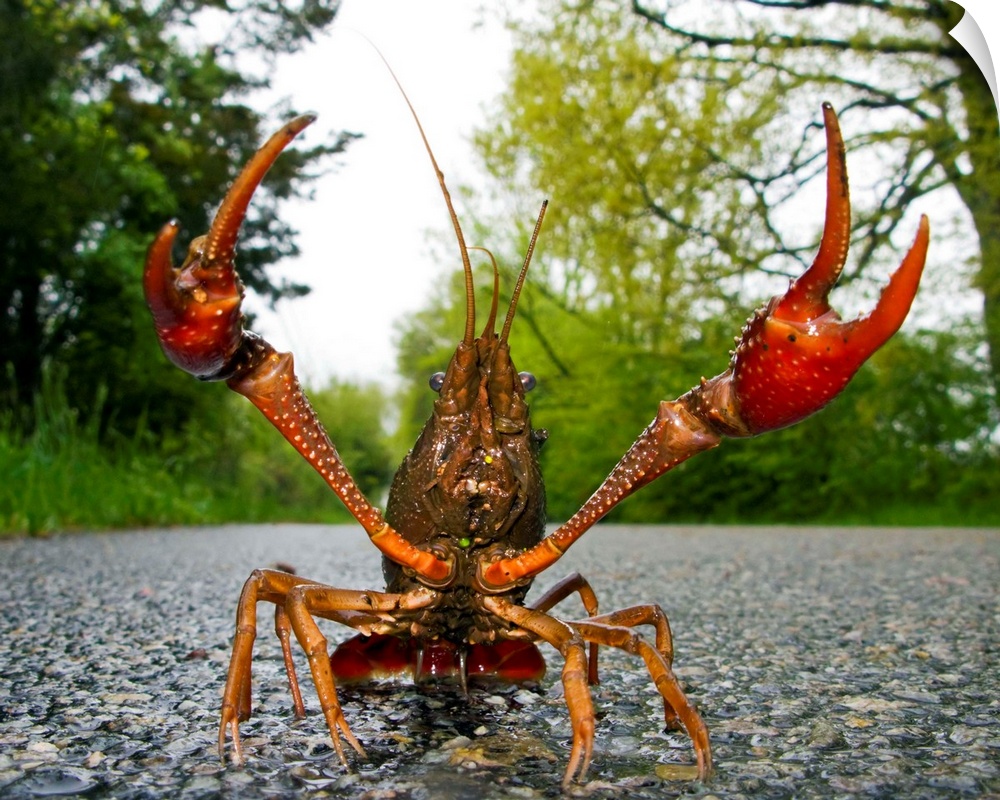 North America, USA, New Jersey, Great Swamp NWR. Rusty Crayfish travelling in the rain.