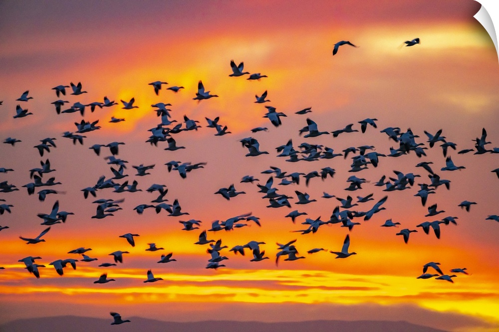 New Mexico, Bosque Del Apache National Wildlife Refuge, Snow Geese Flying At Sunrise