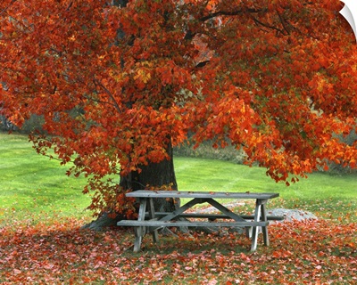 New York, West Park. Bench under maple in autumn