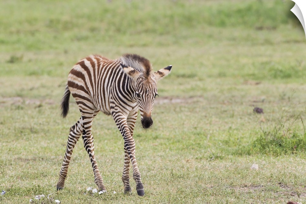 Newborn zebra colt with long skinny legs looking at camera.