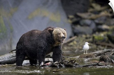 North America, Canada, British Columbia, Grizzly bear eating salmon