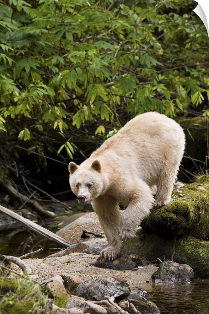 North America, Canada, British Columbia, Princess Royal Island. Kermode (Spirit) Bear.